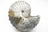 Iridescent Ammonite w/ Fairburn Agate Stand - South Dakota #209705-2